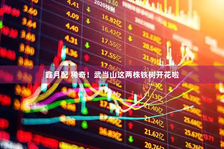 鑫月配 稀奇！武当山这两株铁树开花啦